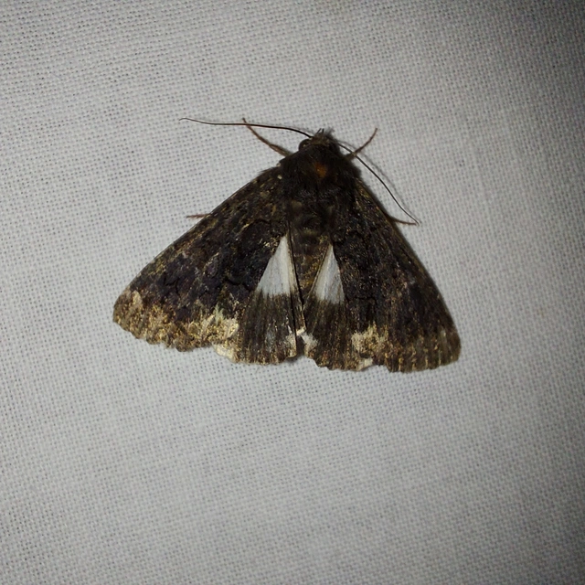 Catephia alchymista - fekete övesbagoly