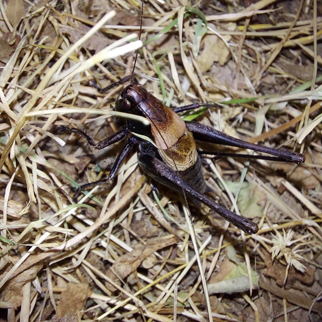 Pholidoptera aptera - nagy avarszöcske
