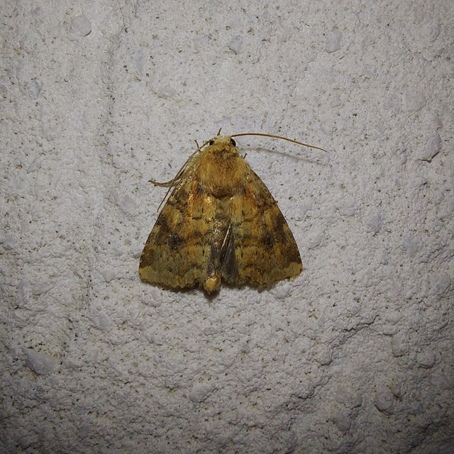 Atypha pulmonaris - tüdőfű-levélbagoly
