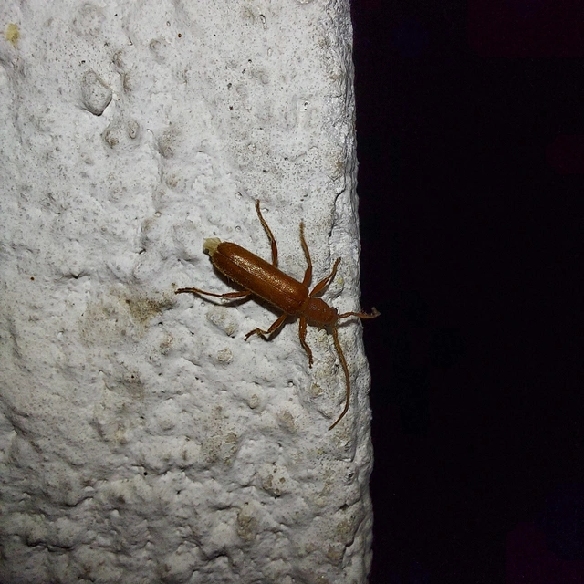 Axinopalpis gracilis - kecses selymescincér