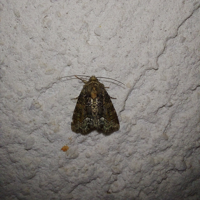 Oligia strigilis/latruncula/versicolor