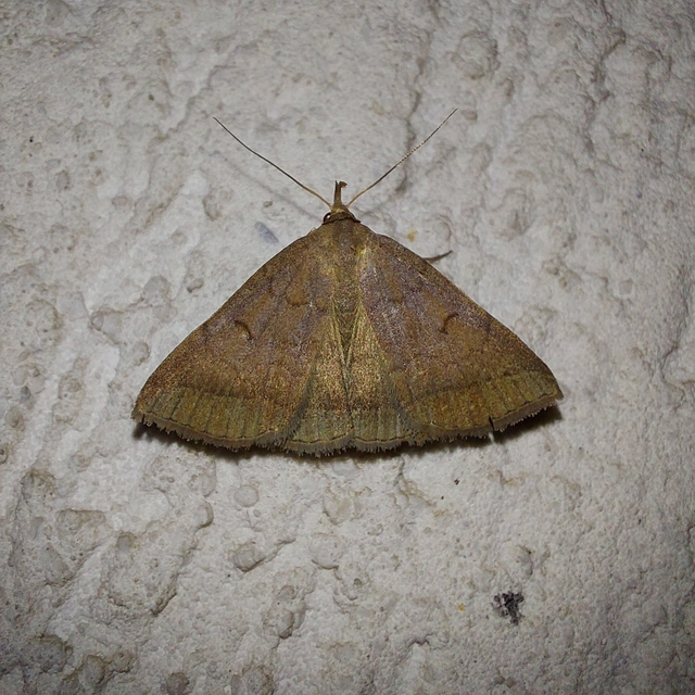 Zanclognatha lunalis - pelyheslábú karcsúbagoly