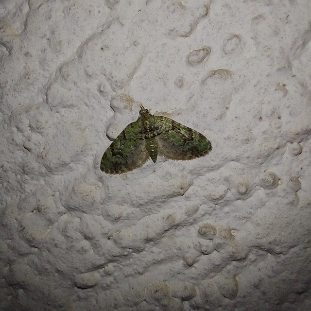 Chloroclystis v-ata - zöldes törpearaszoló