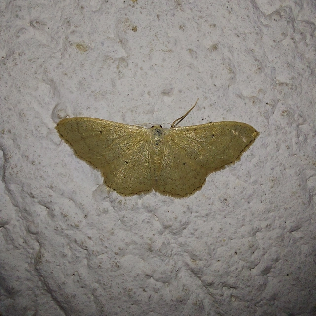 Idaea straminata - szalmasárga sávosaraszoló