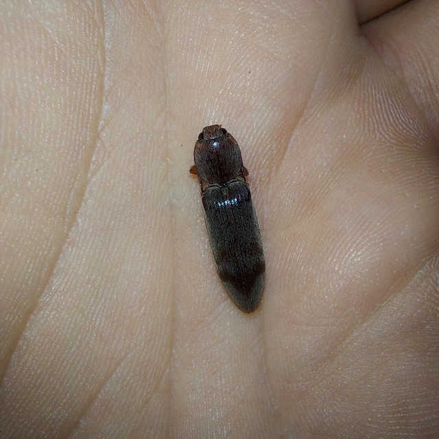 Stenagostus rhombeus - rombusznyakú pattanó