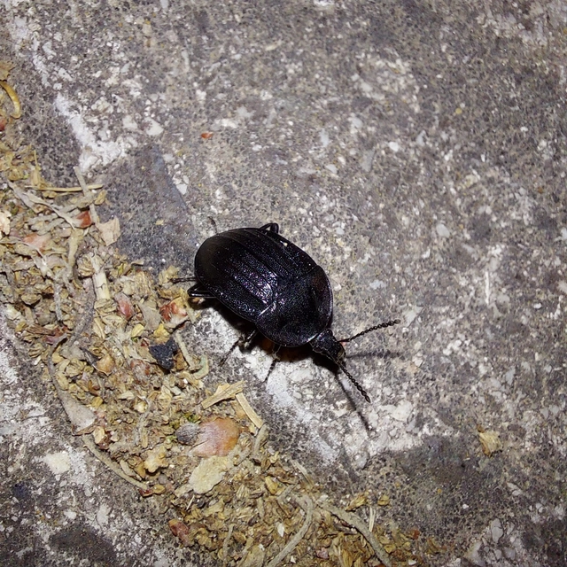 Phosphuga atrata - bordás csigarabló