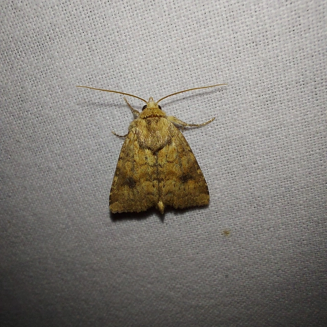 Atypha pulmonaris - tüdőfű-levélbagoly