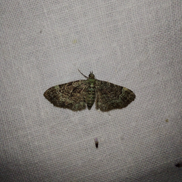 Pasiphila rectangulata - almavirág-araszoló