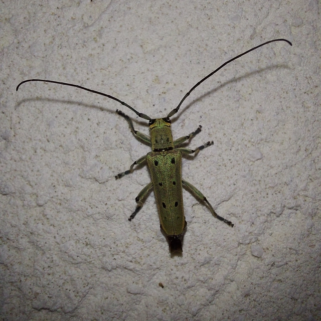 Saperda octopunctata - nyolcpontos cincér