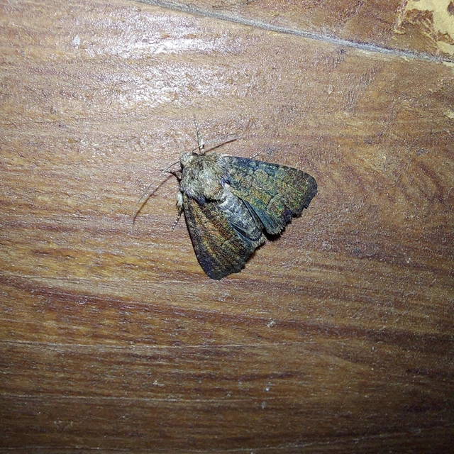 Oligia strigilis/latruncula/versicolor