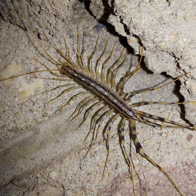 Scutigera coleoptrata - légyölő pókszázlábú