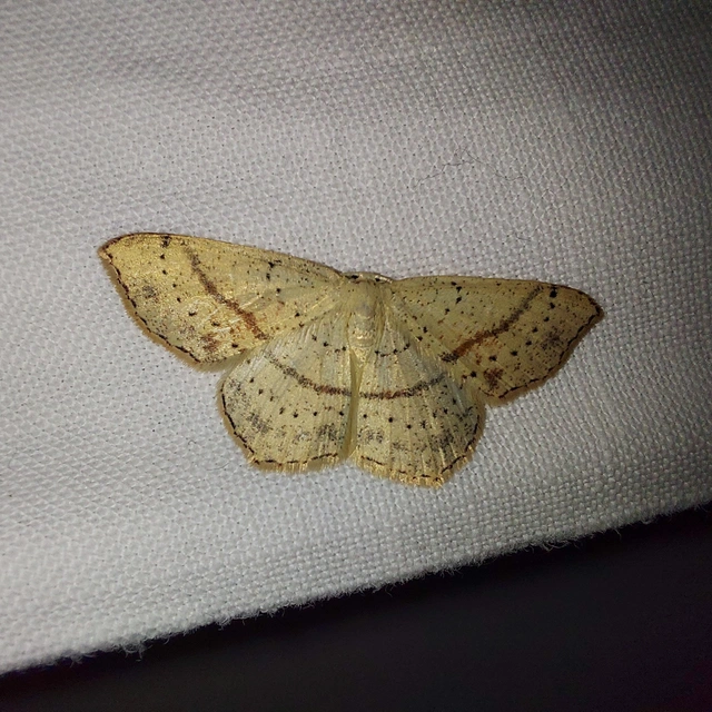 Cyclophora punctaria - sávos pettyesaraszoló