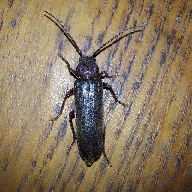 Arhopalus rusticus - gödrösnyakú cincér
