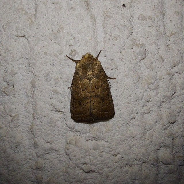 Hoplodrina octogenaria - barna selymesbagoly
