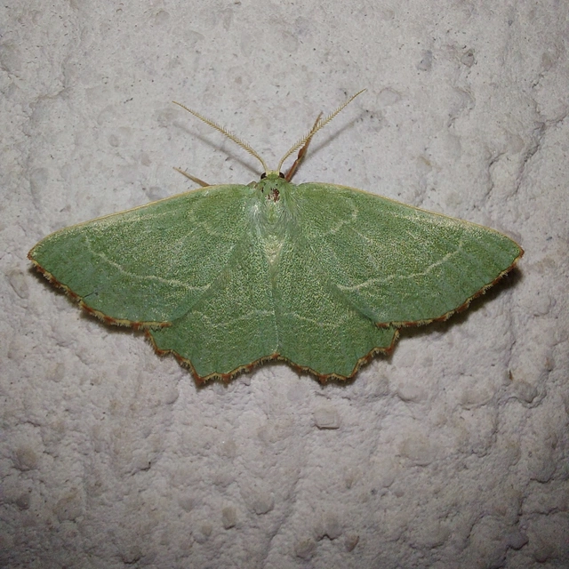 Thalera fimbrialis - csipkésszélű zöldaraszoló