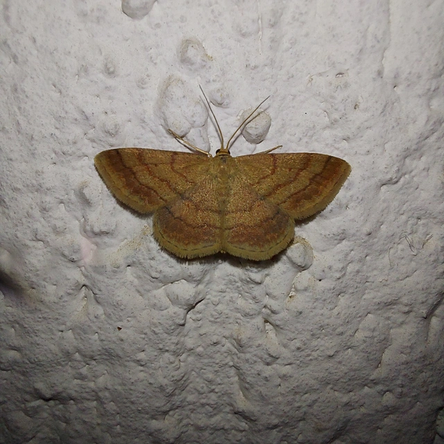 Scopula rubiginata - réti pirosaraszoló