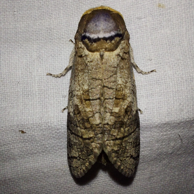 Cossus cossus - fűzfarontólepke