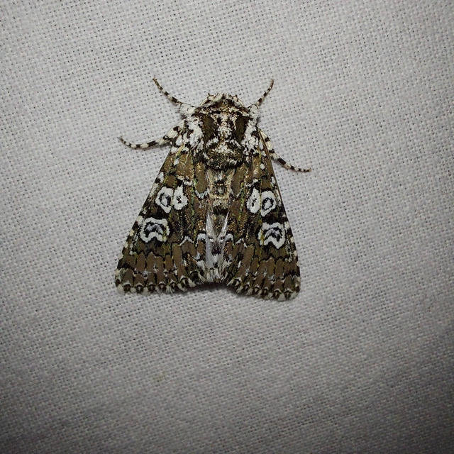 Lamprosticta culta - hármasfoltú bagoly