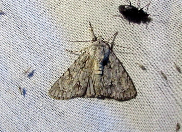 Acronicta aceris - vadgesztenye-szigonyosbagoly