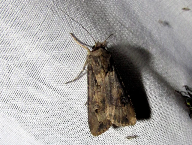Agrotis ipsilon - nagy földibagoly