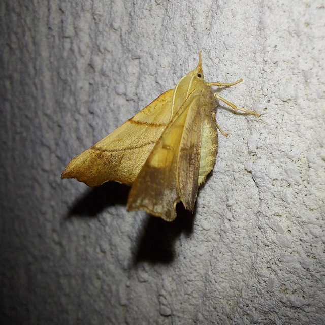 Ennomos fuscantaria - kőris-levélaraszoló