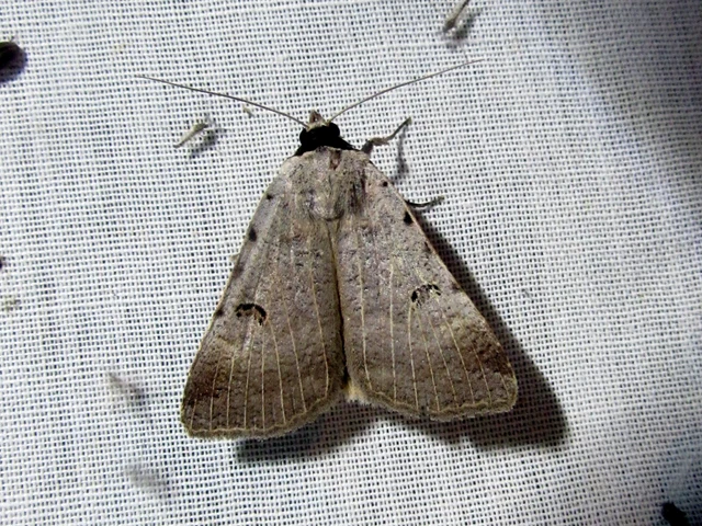 Lygephila craccae - gyakori csüdfűbagoly