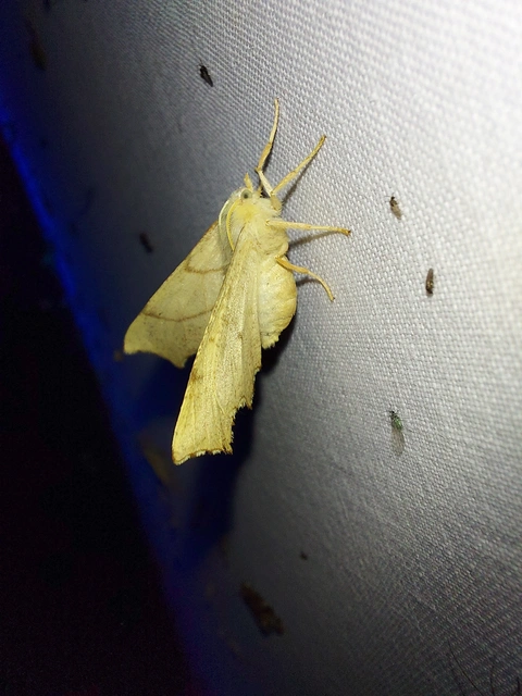 Ennomos erosaria - hársfa-levélaraszoló