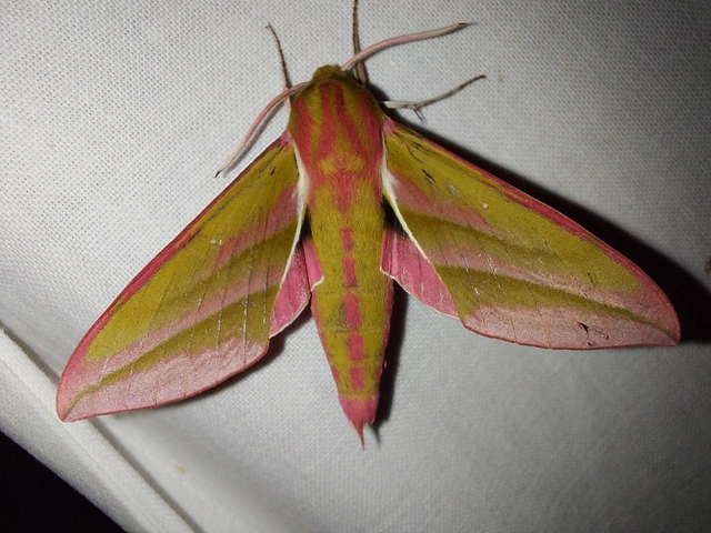 Deilephila elpenor - szőlőszender