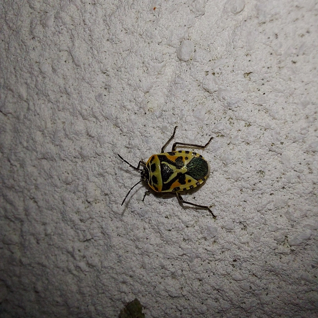 Eurydema Eurydema