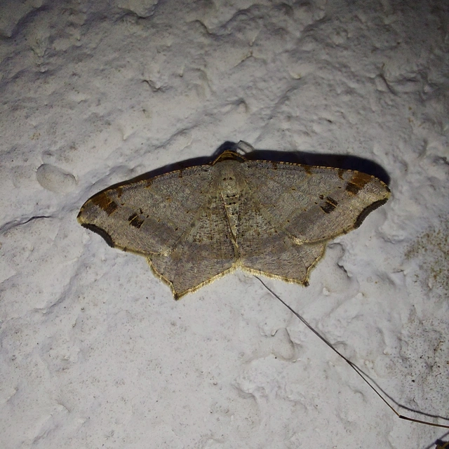 Macaria alternata - közönséges szürkearaszoló