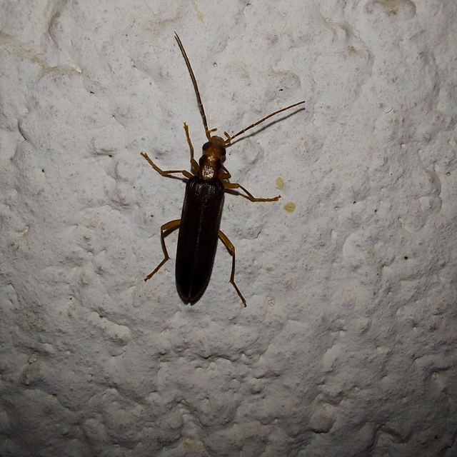 Nacerdes carniolica - karnóliai álcincér