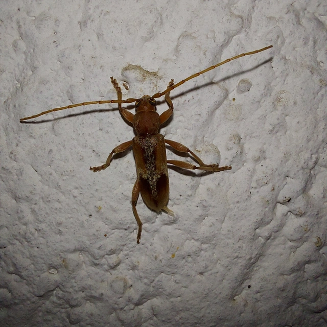Trichoferus pallidus - sápadt éjicincér