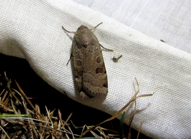 Noctua interposita - köztes sárgafűbagoly