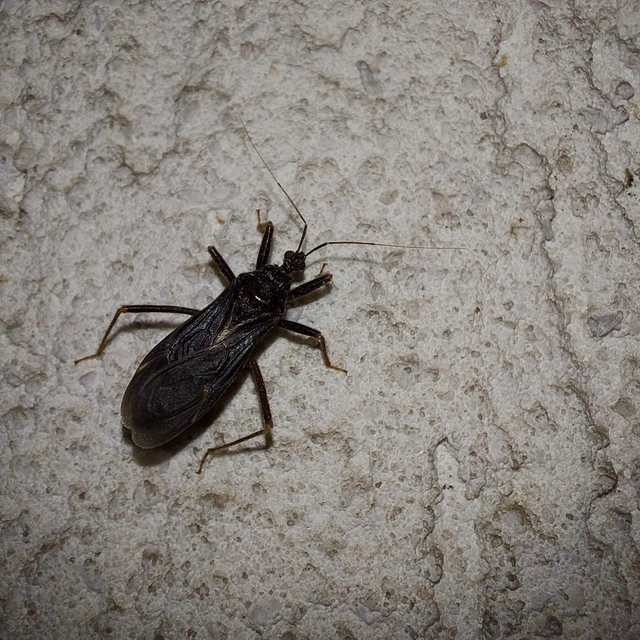 Reduvius personatus - szemetes zugpoloska