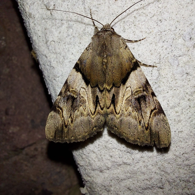 Catocala fulminea - galagonya-övesbagoly