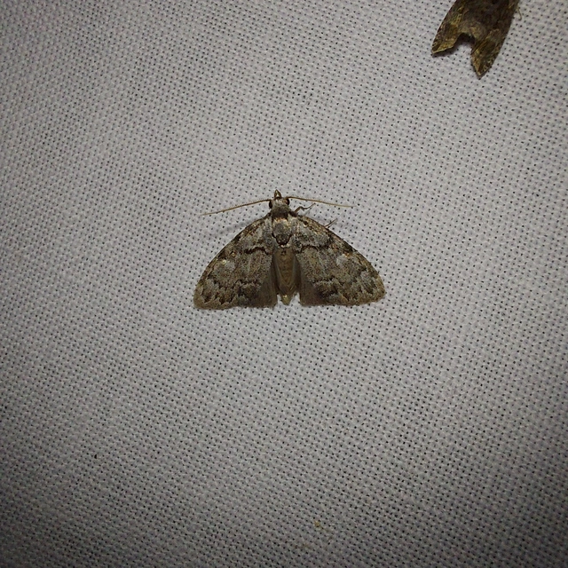 Meganola strigula - hamvas pamacsosszövő