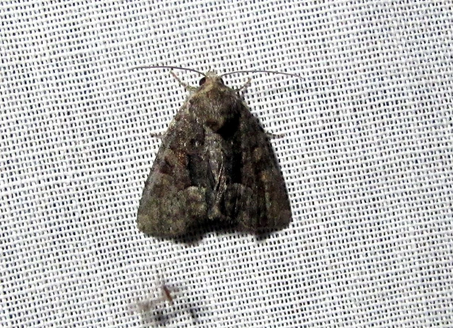 Oligia strigilis/latruncula/versicolor