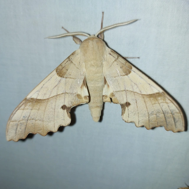 Marumba quercus - tölgyfaszender