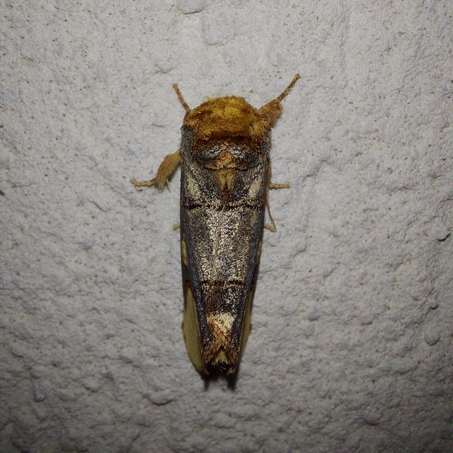 Phalera bucephaloides - magyar púposszövő