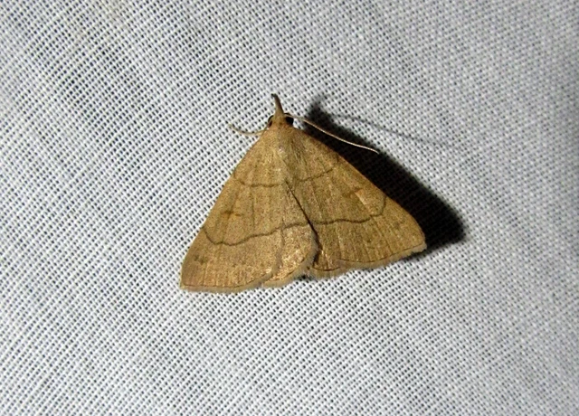 Paracolax tristalis - sárgás karcsúbagoly