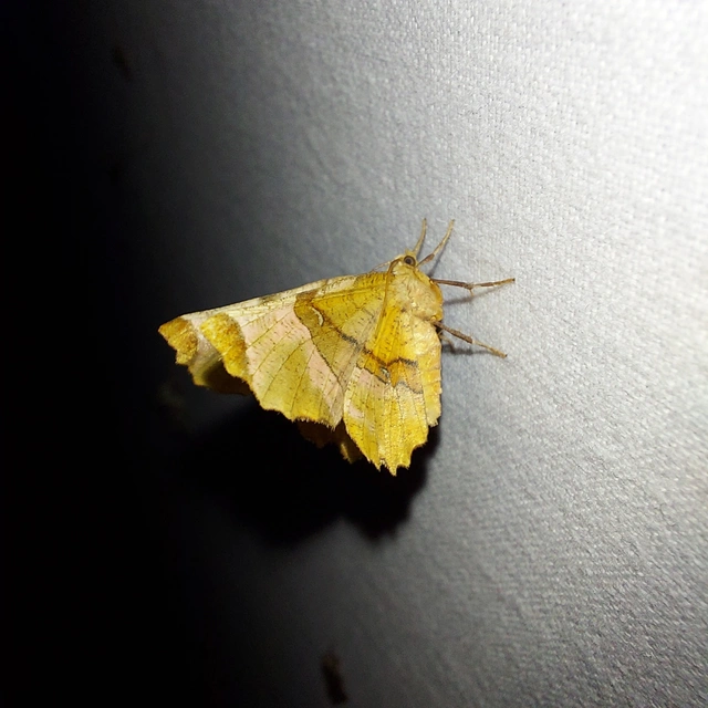 Selenia lunularia - egyfoltos holdasaraszoló