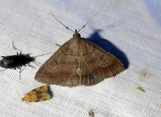 Zanclognatha lunalis - pelyheslábú karcsúbagoly