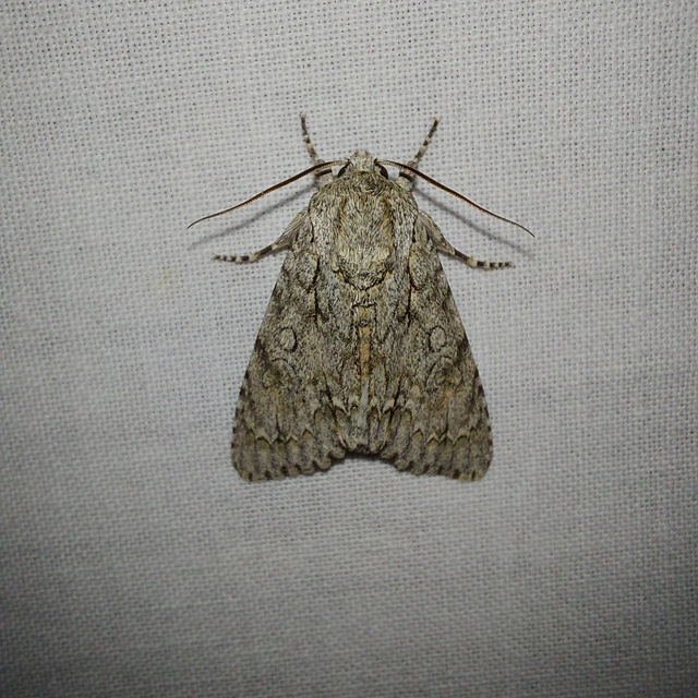 Acronicta aceris - vadgesztenye-szigonyosbagoly