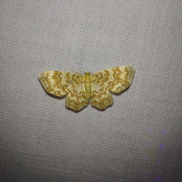 Hydrelia flammeolaria - narancssárga araszoló