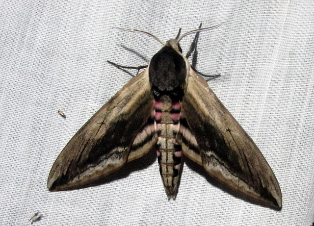Sphinx ligustri - fagyalszender