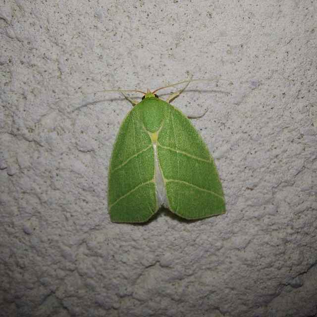 Bena bicolorana - tölgyfa-zöldbagoly