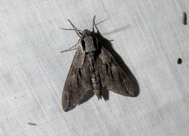 Hyloicus pinastri - fenyőszender