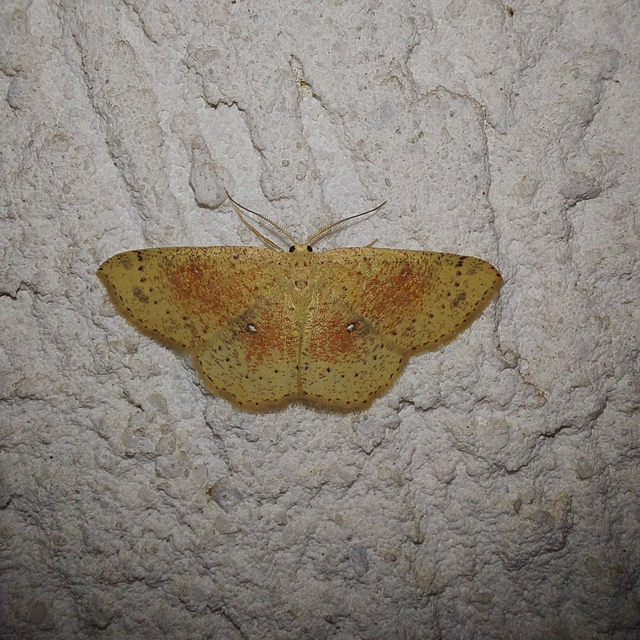 Cyclophora porata - körös pettyesaraszoló