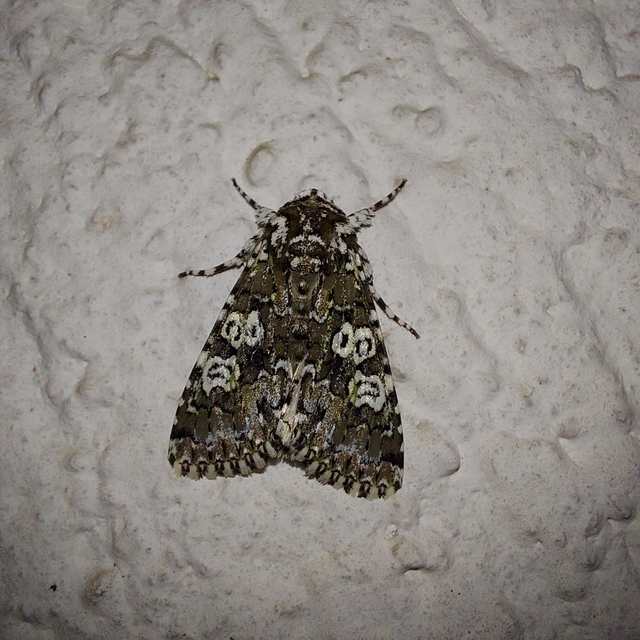 Lamprosticta culta - hármasfoltú bagoly