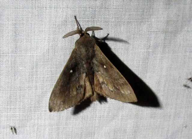 Dendrolimus pini - fenyőpohók